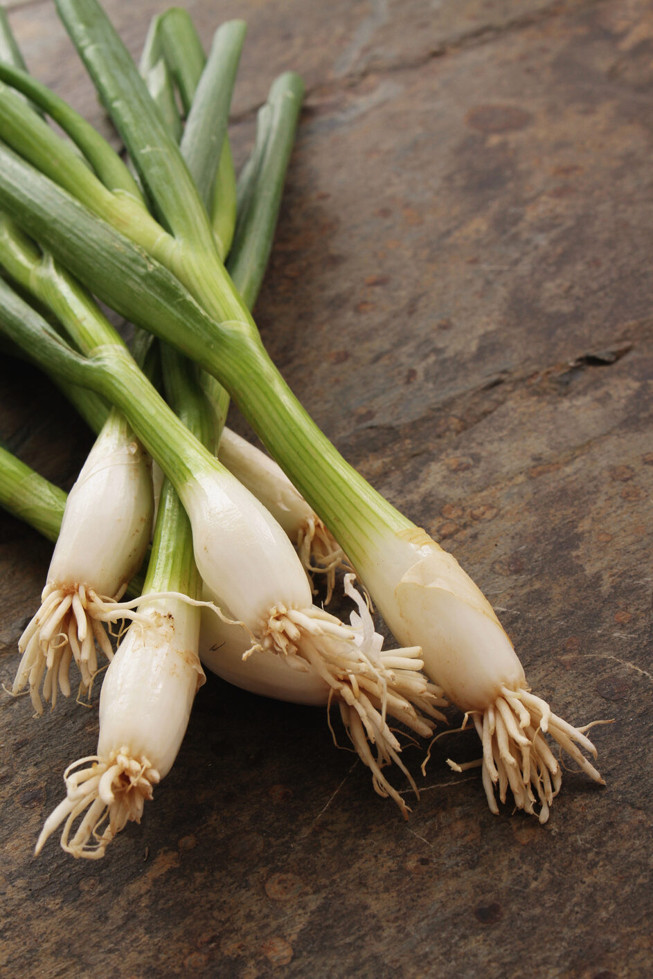 Organic Onion Tokyo Long White - Premier Seeds Direct
