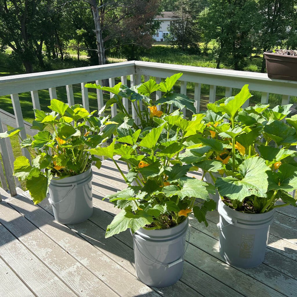 zucchini in buckets