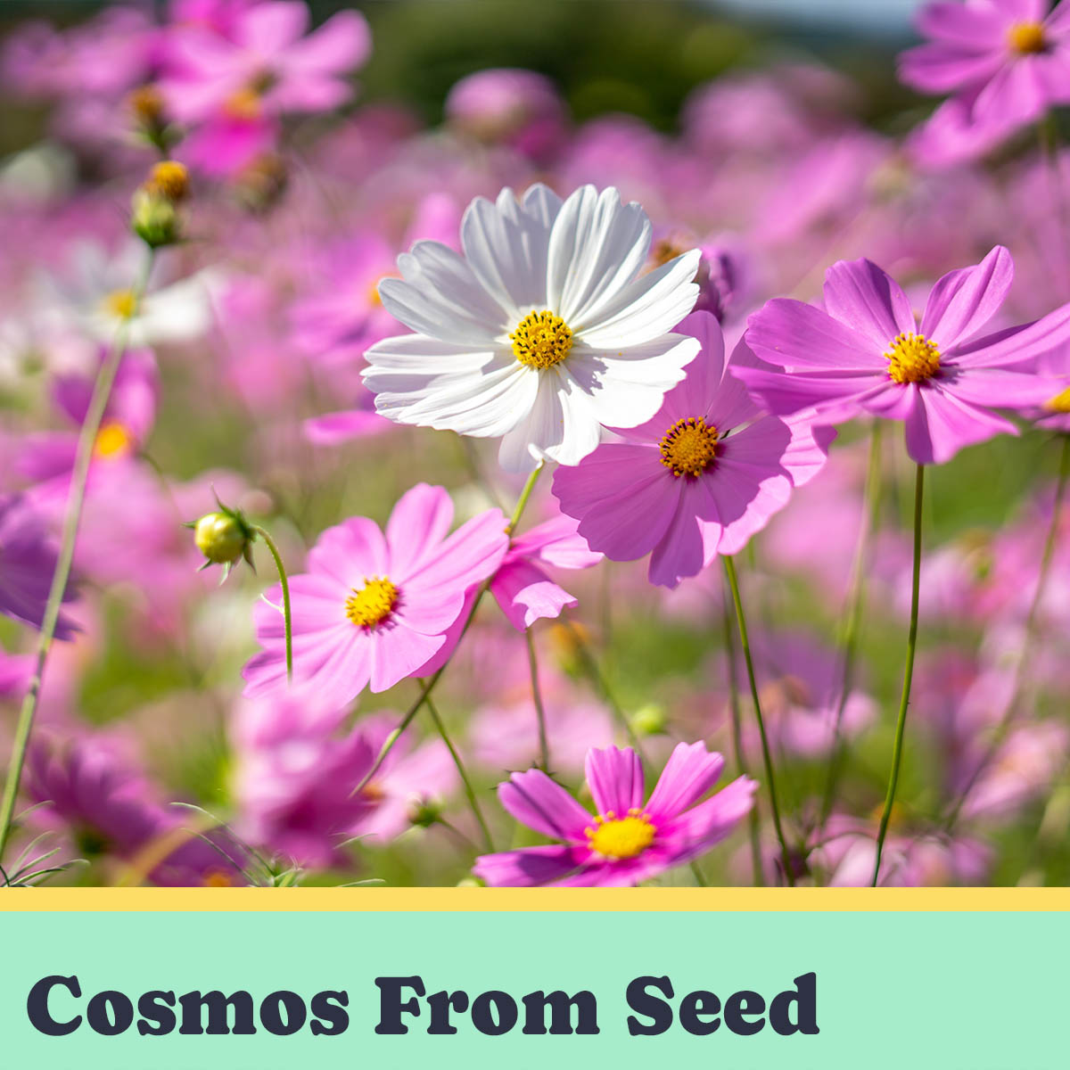 Cosmos From Seed