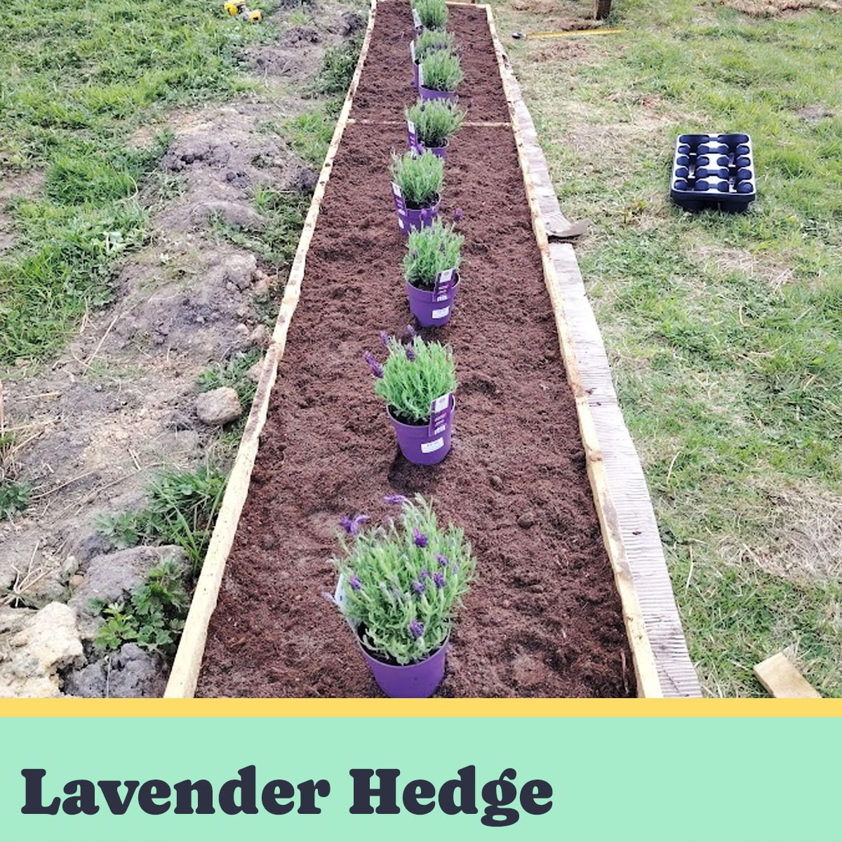 Lavender Hedge