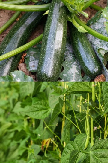 seeds you can still sow