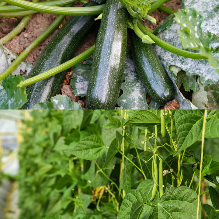 seeds you can still sow