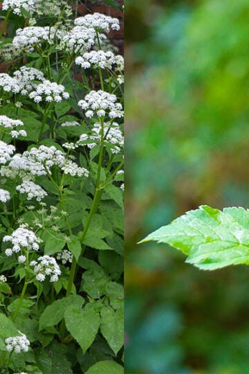 ground elder