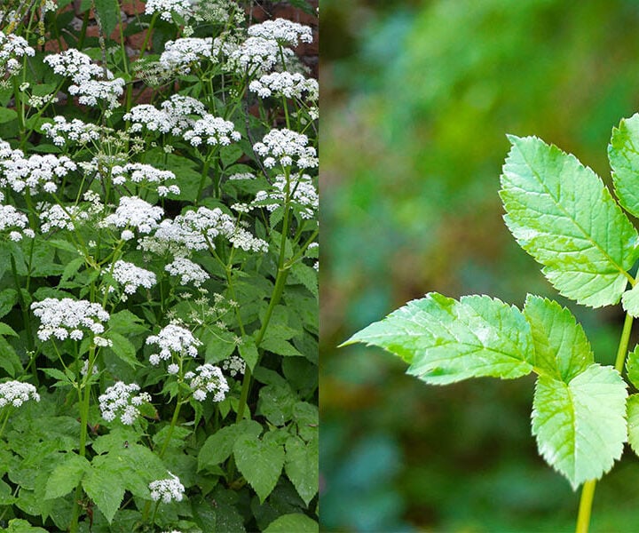 ground elder