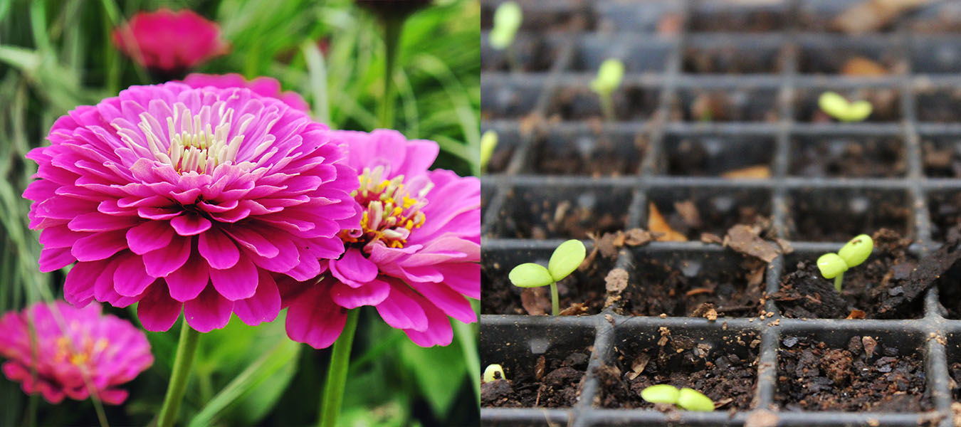 How To Grow Zinnias From Seed - Patient Gardener