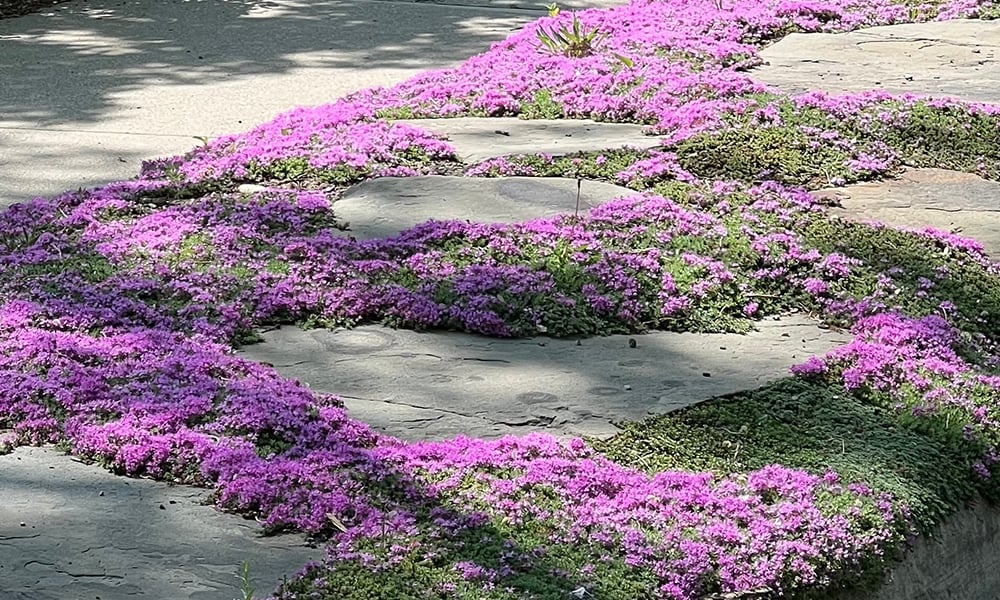 Creeping thyme groundcover