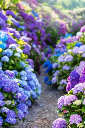 why hydrangeas change colour